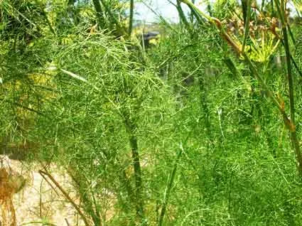 Fennel