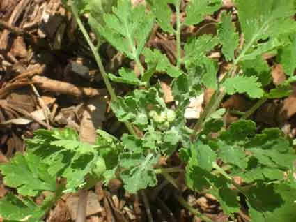 Feverfew