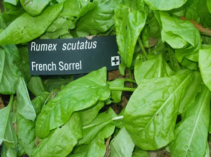 French Sorrel #