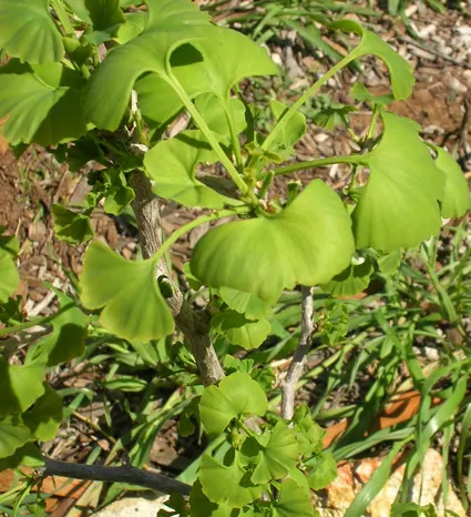 Gingko Biloba