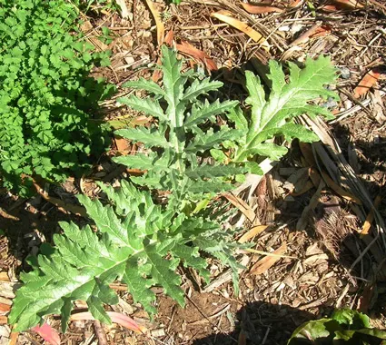 Globe Artichoke