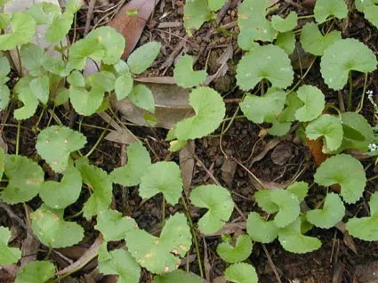 Gotu cola/ Indian Pennywort