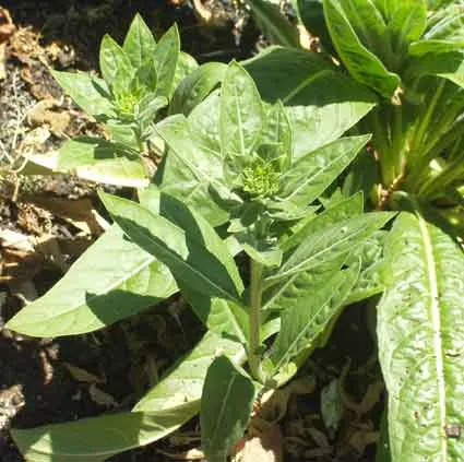 Hemp Agrimony #