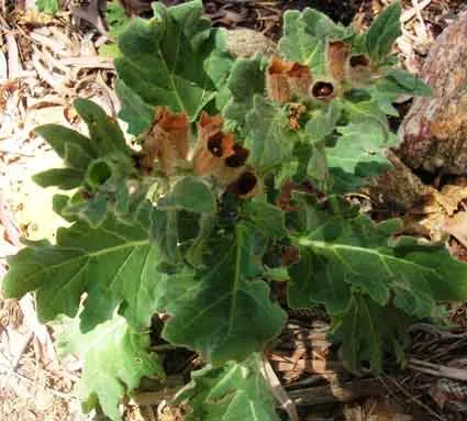 Henbane (White )