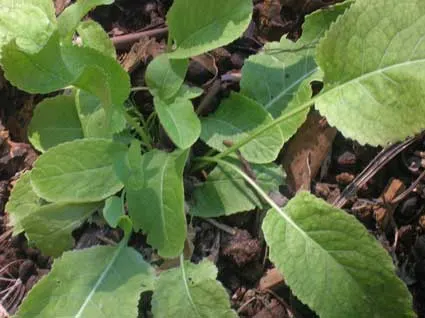 Horseradish