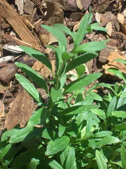 Hyssop