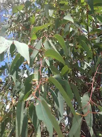 Jarrah