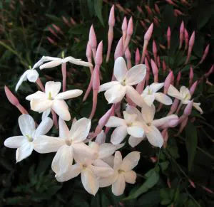 Jasmine