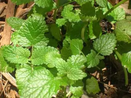 Lemon Balm