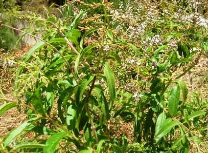 Lemon Verbena