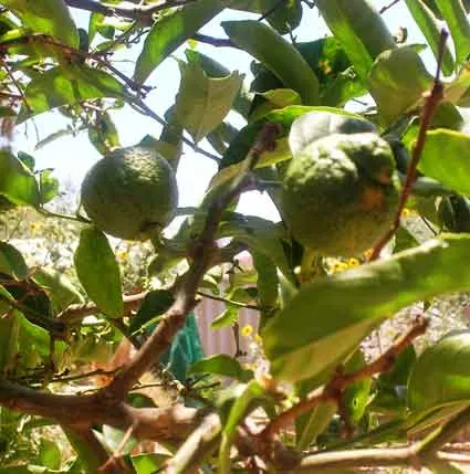 Lemon