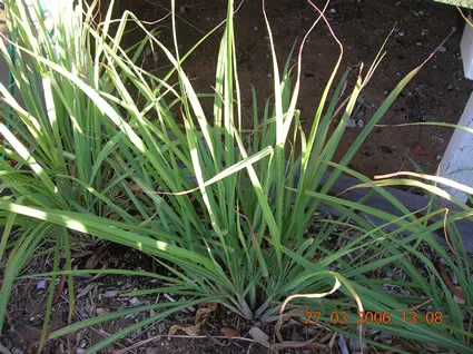 Lemongrass