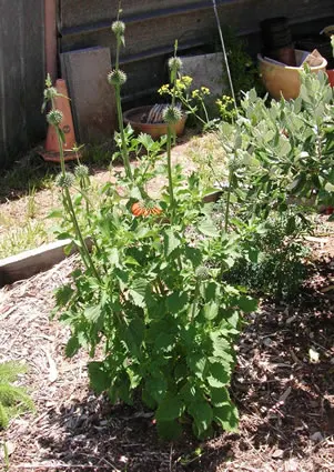 Lions Ear