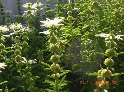 Lions Tail ( White )