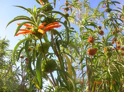 Lions Tail