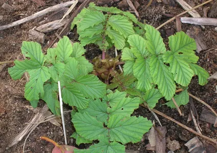 Meadowsweet