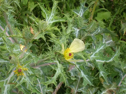 Mexican Poppy