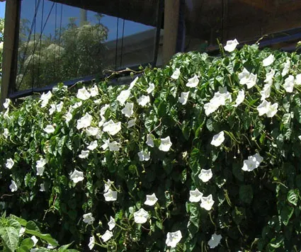 Moonflower