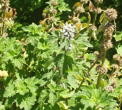 Motherwort