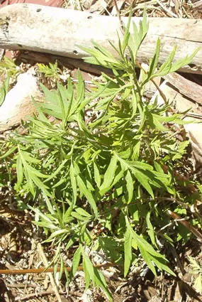Moxa Weed