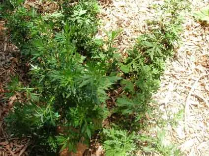 Mugwort