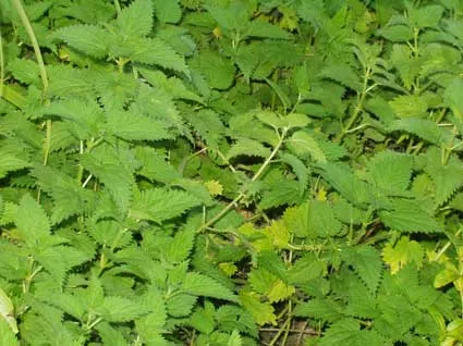 Nettle #