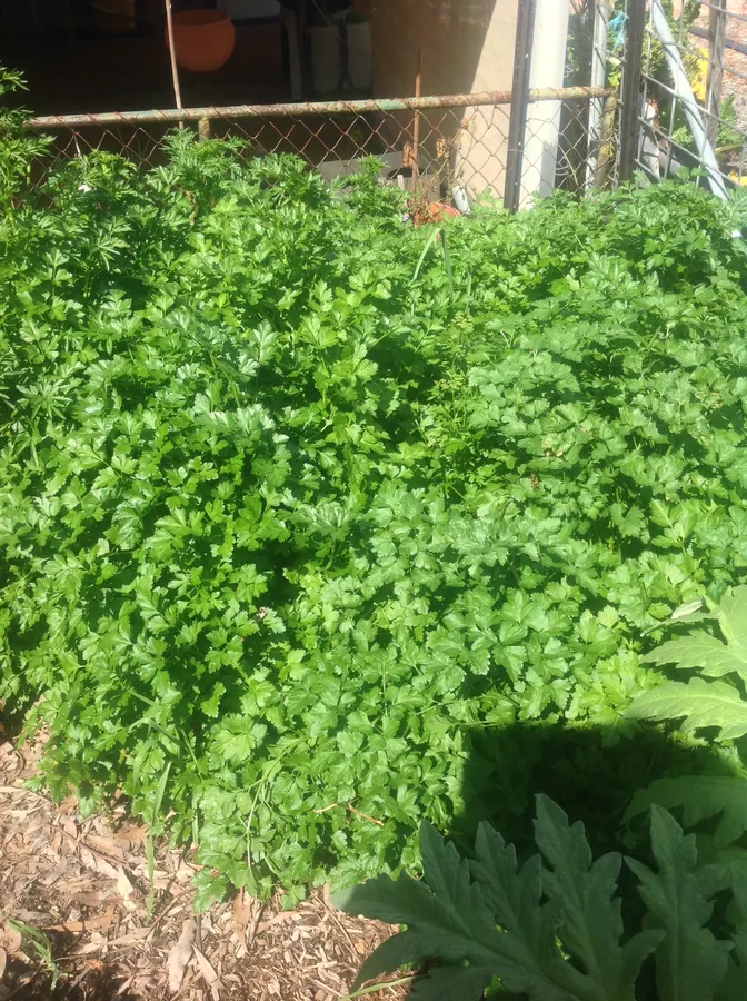 Parsley