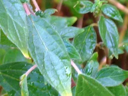 Pellitory of the Wall