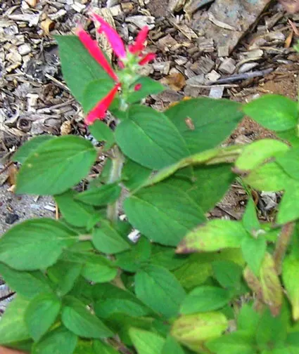 Pineapple Sage