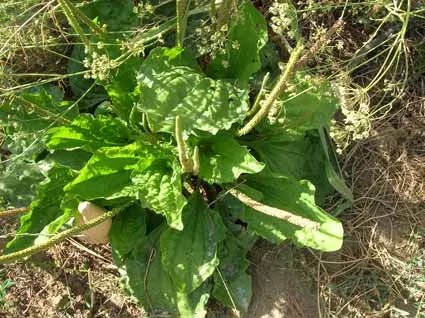 Plantain