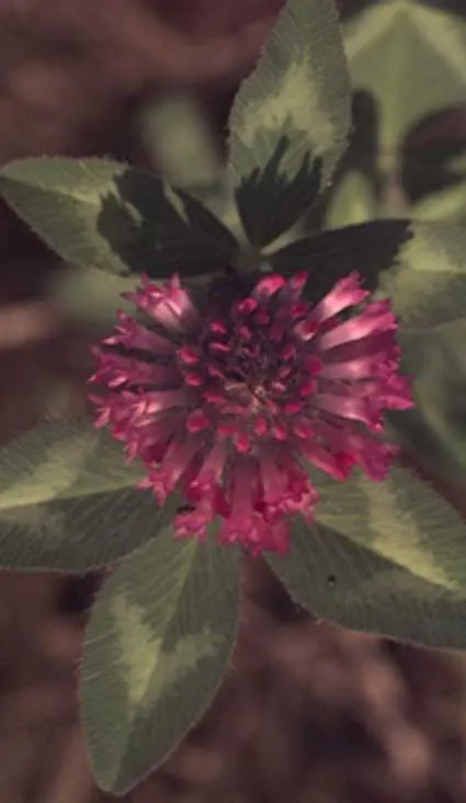 Red Clover #
