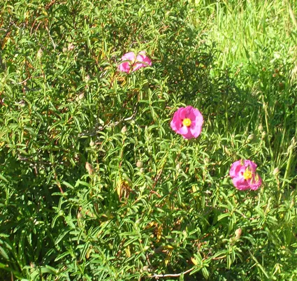 Rock Rose