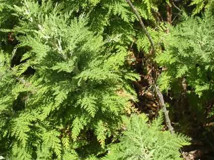 Roman Wormwood