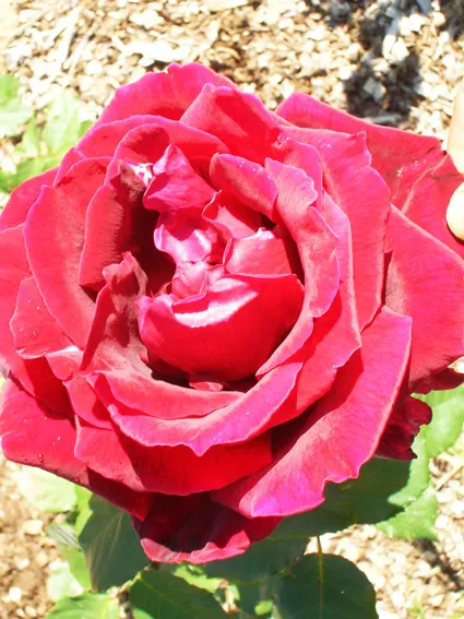 Rose Petals