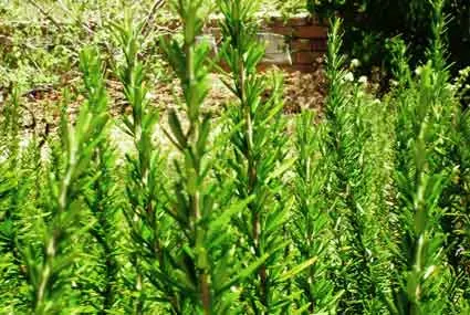 Rosemary