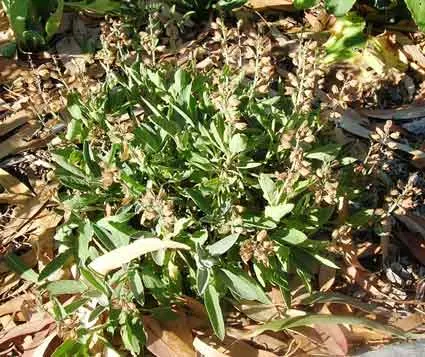 Sage