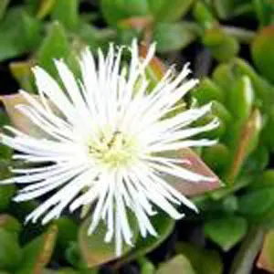 Sceletium #