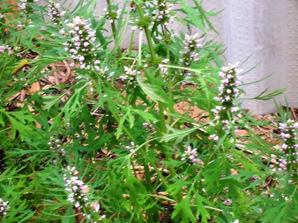 Siberian Motherwort