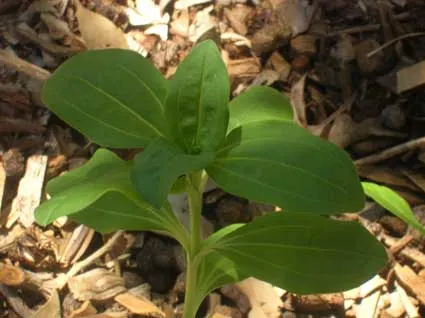 Soapwort