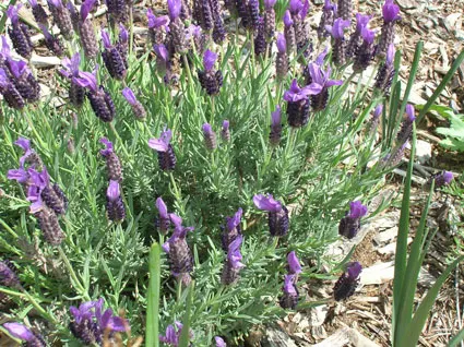 Spanish Lavender