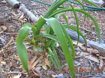 Squill