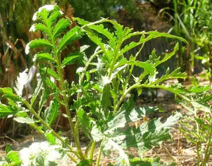 Tansy