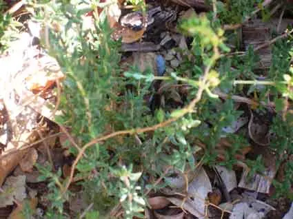 Thyme