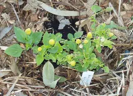 Toothache Plant -Spilanthes