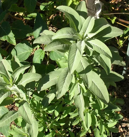 White Sage