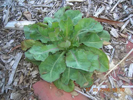 Wild Lettuce