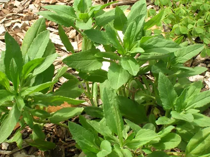 Woad