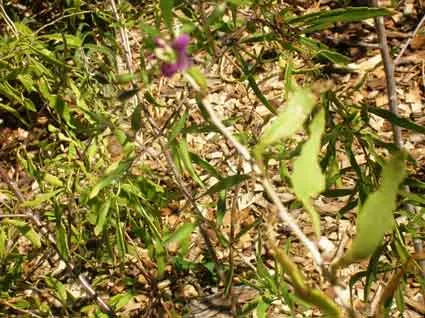 Wolfberry