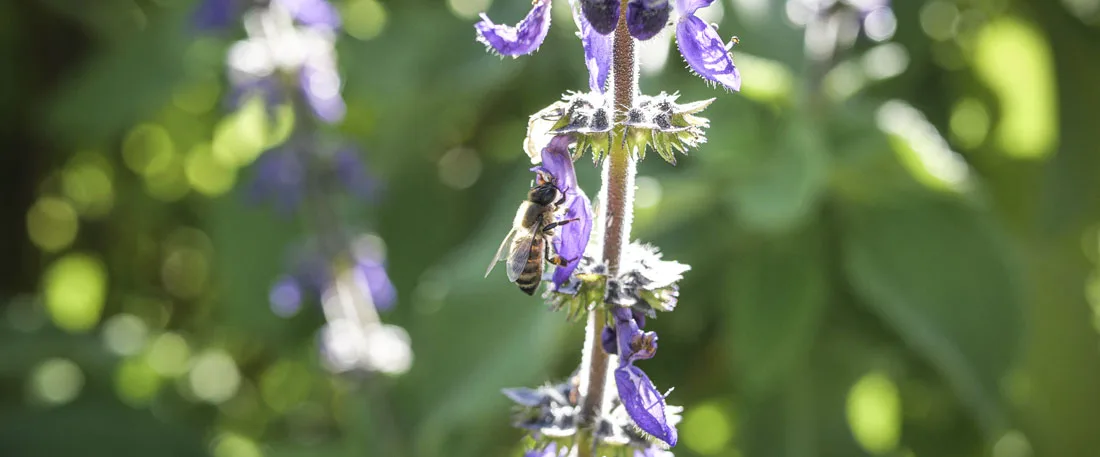 A bee working the flowers of a plectranthus in the herbalist's garden