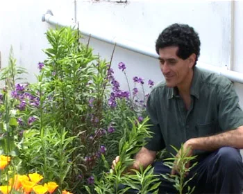 Dipaunka Macrides in his herb garden among flowering salvias